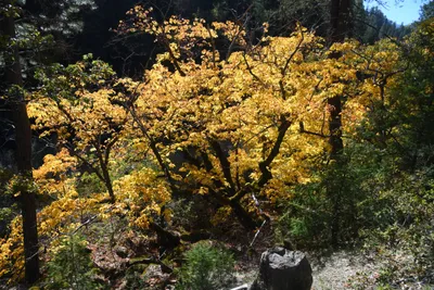 DSC_6456 (Large).JPG